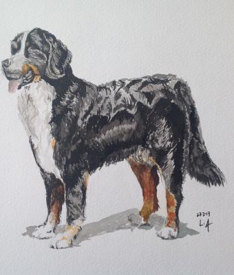 bovaro-bernese