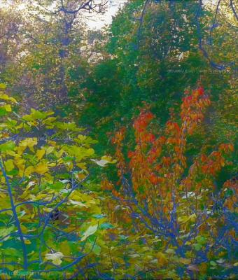 alberi