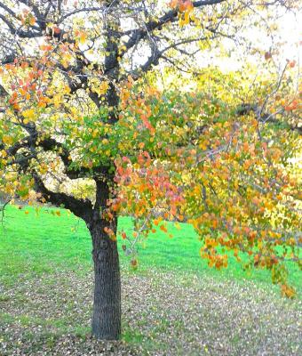 l-albero-dalla-chioma-leggera