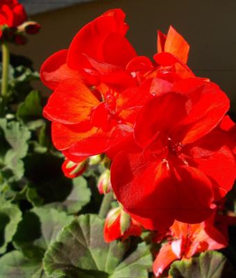 geraneo-rosso-aranciato