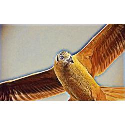 librarsi-in-volo