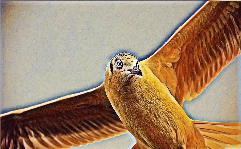 librarsi-in-volo