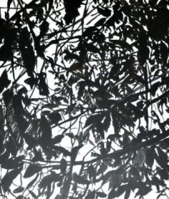 black-shadows