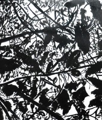 black-shadows