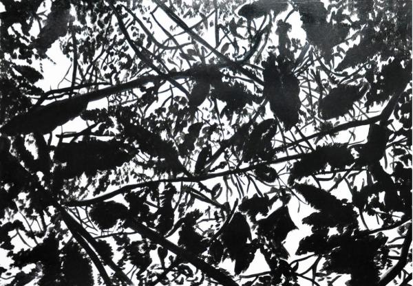 black-shadows