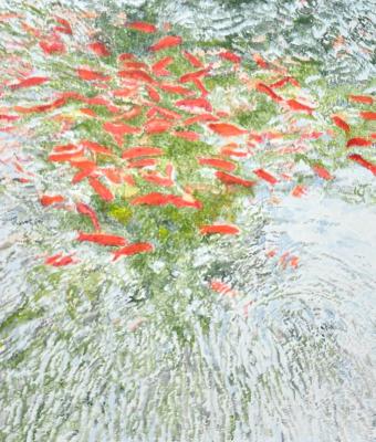red-fishes