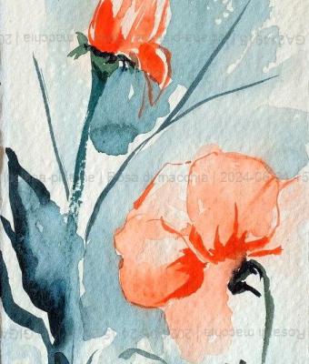 rosa-di-macchia