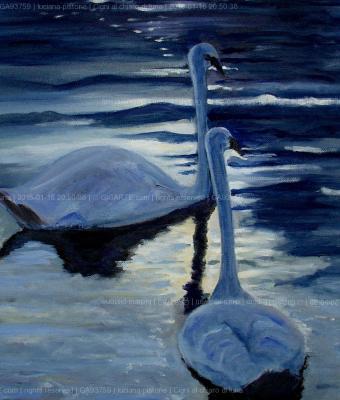 cigni-al-chiaro-di-luna