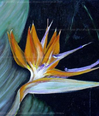 strelitzia