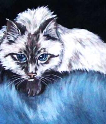 gatto-siamese