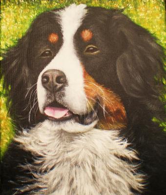 bovaro-bernese