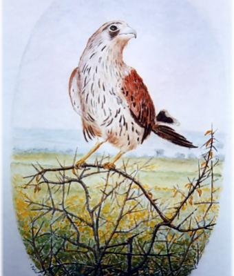 falchetto-della-murgia