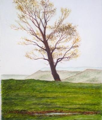 la-solitudine-dell-olmo