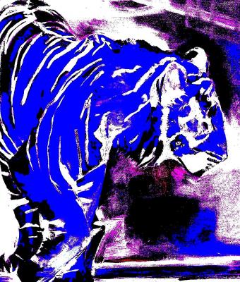tigre-solitaria