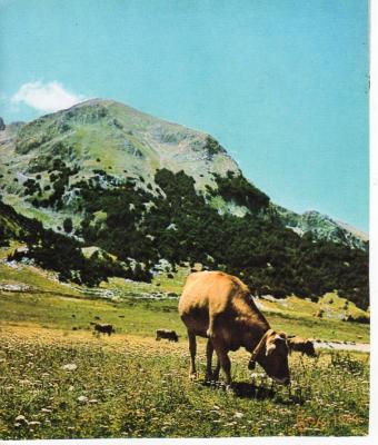 il-pascolo-campitello-molisa