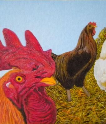 il-gallo-e-le-galline
