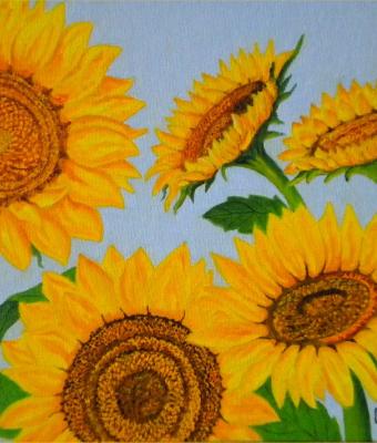girasoli