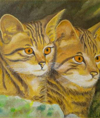 i-gatti