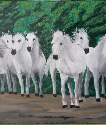 cavalli-bianchi-camargue