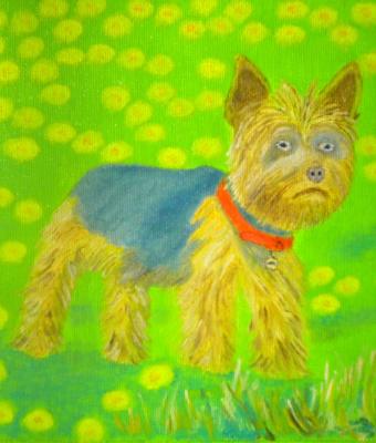 lg-0332-lo-yorkshire-terrier