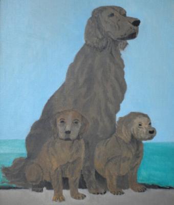 il-cane-setter-irlandese