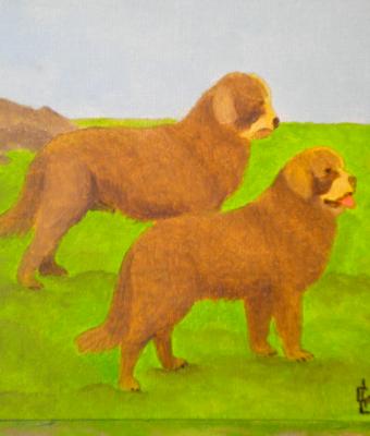 il-cane-terranova