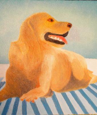 il-golden-retreiver