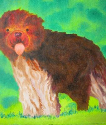il-cane-schapendoes