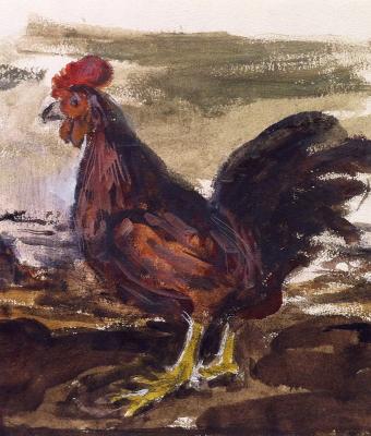 galletto-rosso-in-paesaggio