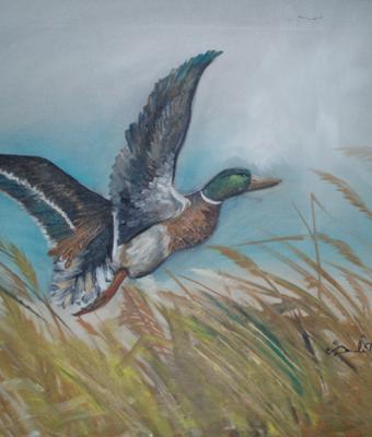 anatra-in-volo