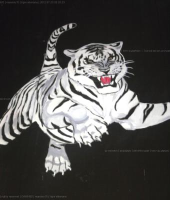tigre-siberiana