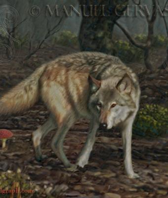 cappuccetto-rosso-detail-wolf