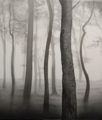 la-foresta-pietrificata