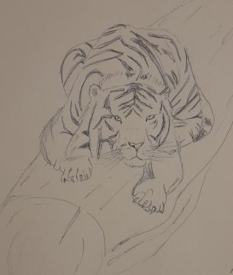 tigre