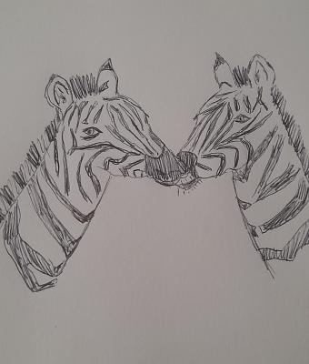 zebre