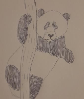 panda