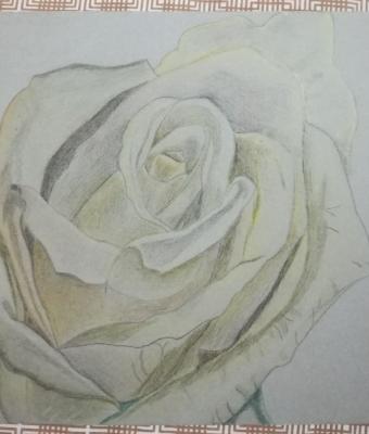 rosa-gialla