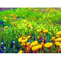 quotfiori-di-campoquot