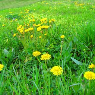 quotfiori-di-campoquot