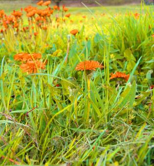 quotfiori-di-campoquot