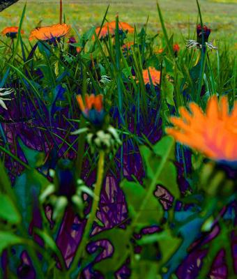 quotfiori-di-campoquot