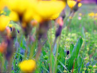 quotfiori-di-campoquot