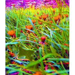 quotfiori-di-campoquot
