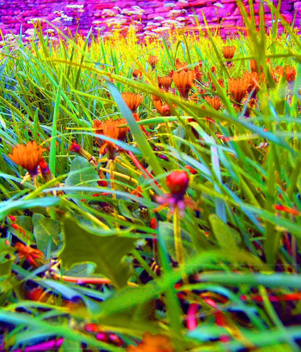 quotfiori-di-campoquot