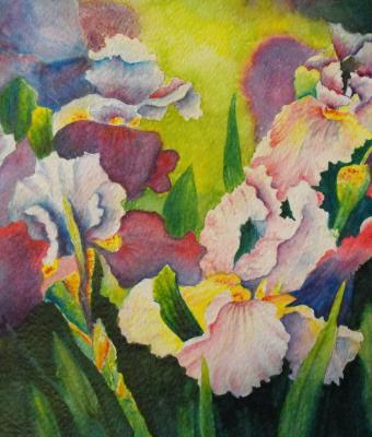 iris