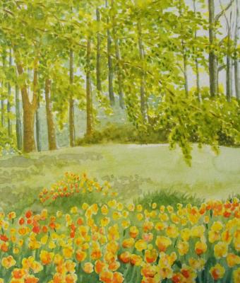 campo-di-tulipani
