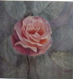rosa-rosa