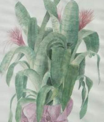 aechmea-fasciata