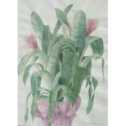 aechmea-fasciata