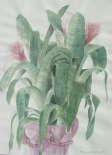 aechmea-fasciata